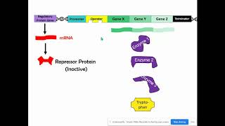 Repressible amp Inducible Operons AP Biology Topic 65 [upl. by Atteval102]