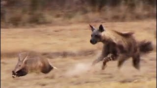 Aardvark Anteater Tries to Outrun Hyena in an Epic Chase [upl. by Yblek]