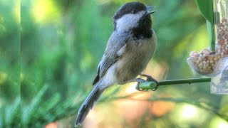 Black Capped Chickadee Call and Song [upl. by Aremus]