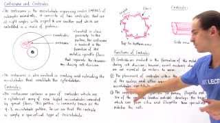 Centrosome and Centrioles [upl. by Inal]