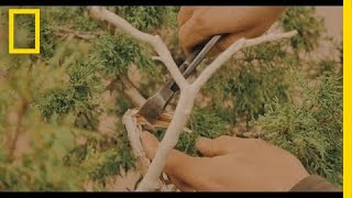 The Art of Shaping a Bonsai Tree  Short Film Showcase [upl. by Nonac]