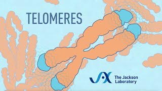 What are telomeres  Telomere animation [upl. by Noseaj]