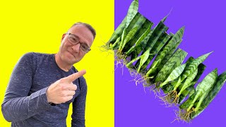 Secrets to Snake Plant Propagation How to Propagate Sansevieria [upl. by Ataga832]