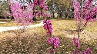 Eastern Redbud Cercis canadensis [upl. by Wilde774]