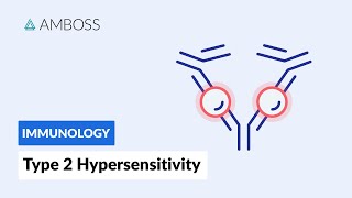 AntibodyDependent CellMediated Cytotoxicity Type II Hypersensitivity Reaction [upl. by Grory]