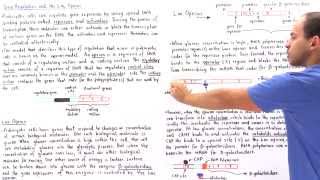 Gene Regulation and the Lac Operon [upl. by Felecia]