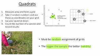 Quadrats [upl. by Eduardo859]