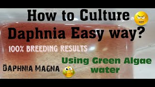 Daphnia MagnaHow to Culture Daphnia Easy wayCulturing Daphnia using Green water Daphnia [upl. by Oht]