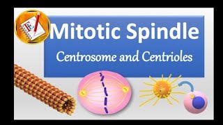 Spindle Centrosome centrioles chromosomal segregation [upl. by Sidhu]