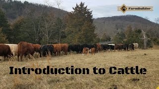 Introduction to cattle [upl. by Hirza148]