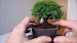 How To Make a Bonsai Tree From a Nursery Stock Tsukumo [upl. by Windzer]