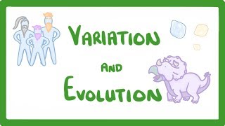 GCSE Biology  Variation and Evolution 68 [upl. by Yhtur]