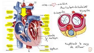 Le système cardiovasculaire [upl. by Yasmar]