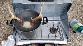 How to Clean your Antlers  Skullcap Boil [upl. by Ynnaffit]