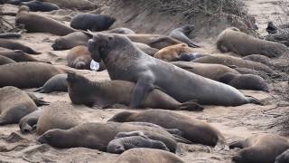 Sea Elephant Seal Mating at Ano Nuevo State Park [upl. by Anerok]