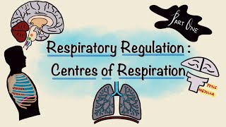 Respiratory Regulation  Part One  Centres of Respiration  Respiratory Physiology [upl. by Chasse]