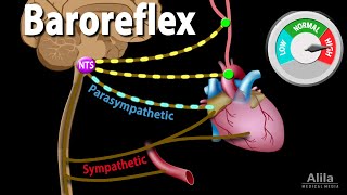 Baroreflex Regulation of Blood Pressure Animation [upl. by Corina]