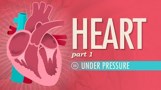 The Heart Part 1  Under Pressure Crash Course Anatomy amp Physiology 25 [upl. by Malvie]