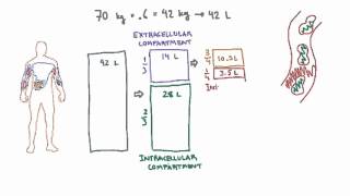 Intravascular and Interstitial Compartments [upl. by Rickert94]