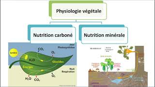 Physiologie végétale [upl. by Ejrog]