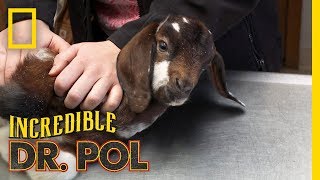 Helping a Baby Goats Infection  The Incredible Dr Pol [upl. by Dlawso]