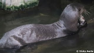 Riesenotter Paarung  Giant Otter Mating  Zoo Halle [upl. by Carson595]