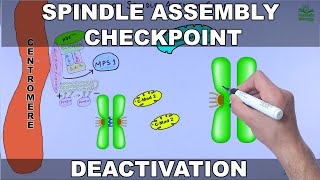 Silencing of Spindle Assembly Checkpoint [upl. by Lhamaj]