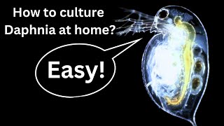 BEST Live Fish Food Beginner guide How to Culture Daphnia at home [upl. by Madden]