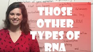 Regulatory RNAs miRNA siRNA snRNA lncRNA [upl. by Aranahs]