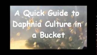 How to culture daphnia outside [upl. by Anatolio]