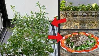 Growing Watercress In Containers Easy Urban Farming [upl. by Tenenbaum852]