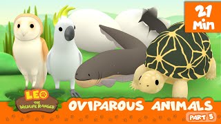 Oviparous Animals Minisode Compilation Part 57  Leo the Wildlife Ranger  Animation  For Kids [upl. by Ahsiliw]