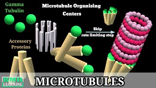 Microtubules  Microtubule Structure amp Function  Microtubules Assembly Microtubule Polymerisation [upl. by Sheba688]