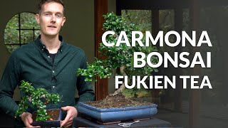 Carmona Bonsai care Fukien tea [upl. by Backer]