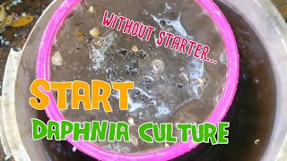 How to culture daphnia moina the easy way 1  Starting the Daphnia culture [upl. by Neelhtakyram743]