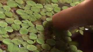 Aquarium Plant Overview Salvinia [upl. by Mikahs546]