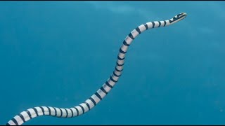 Facts The Sea Snake [upl. by Graubert3]