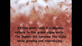 Daphnia  How to grow daphnia in your home [upl. by Cahra]