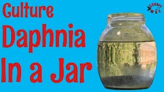 How to Culture Daphnia in a Jar [upl. by Longtin]