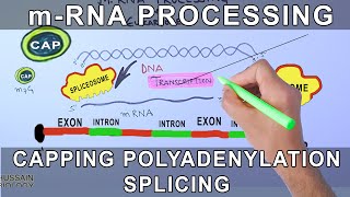 Overview of mRNA Processing in Eukaryotes [upl. by Borreri]