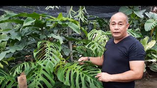 Ask Arid and Aroids quotIntroduction to Aroidsquot  Philodendron  Monstera  Anthurium [upl. by Kimura]