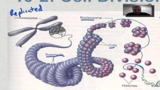 Chapter 10 Part 3  Eukaryotic Chromosomes [upl. by Dixil]