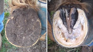 Horse Hoof RESTORATION  Satisfying  HORSE HOOF TRIMMING [upl. by Laoj]