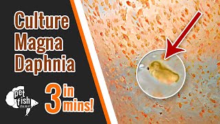 How to culture DAPHNIA MAGNA  The easy way [upl. by Nahraf]