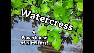 How to Identify Watercress [upl. by Edras]