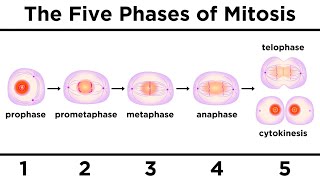 Mitosis How One Cell Becomes Two [upl. by Ahrat686]