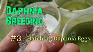 Daphnia Culture made simple and easy 3  Hatching Daphnia eggs [upl. by Hynda]