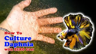 How to Culture Daphnia with ZERO Cost  Unlimited Live Food For Our Fish [upl. by Dlorrej]