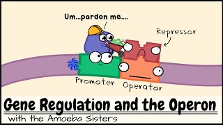 Gene Regulation and the Operon [upl. by Eon]