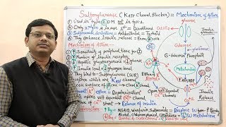 Diabetes Mellitus Part10 Mechanism of Action of Sulfonylurease  Antidiabetic Drugs  Diabetes [upl. by Etnwahs]